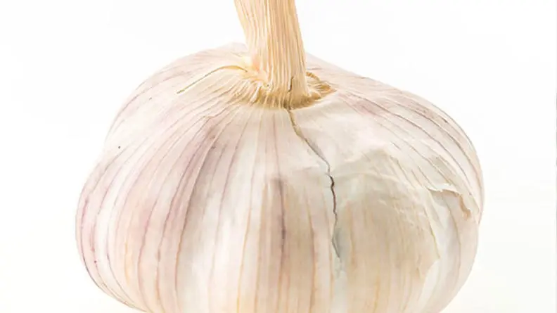 CC_Garlic_DE