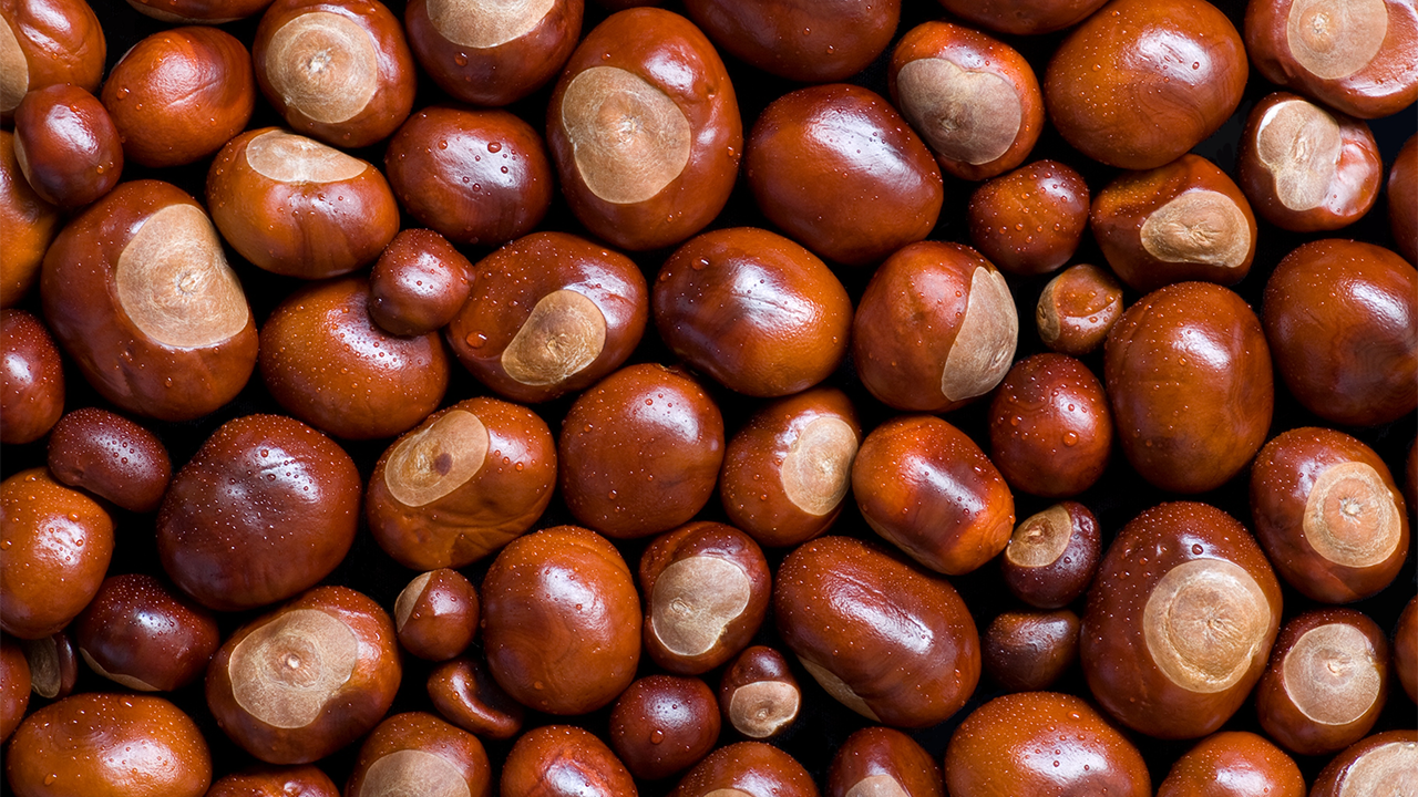 chestnut_cc_waterinlegs_de