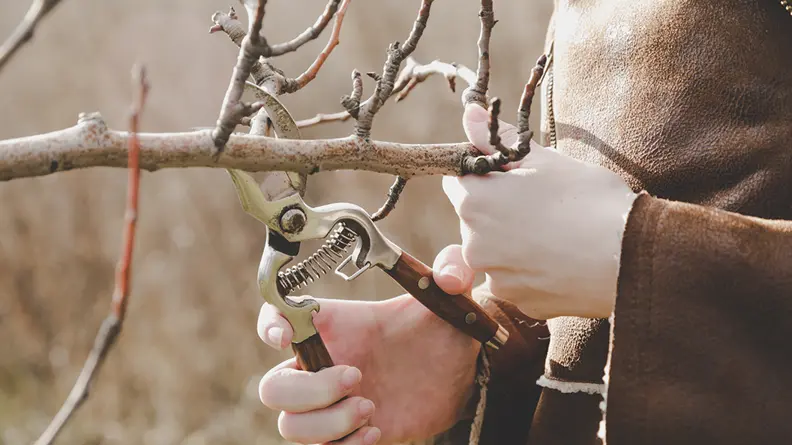 Treepruningduringsunnywinterday