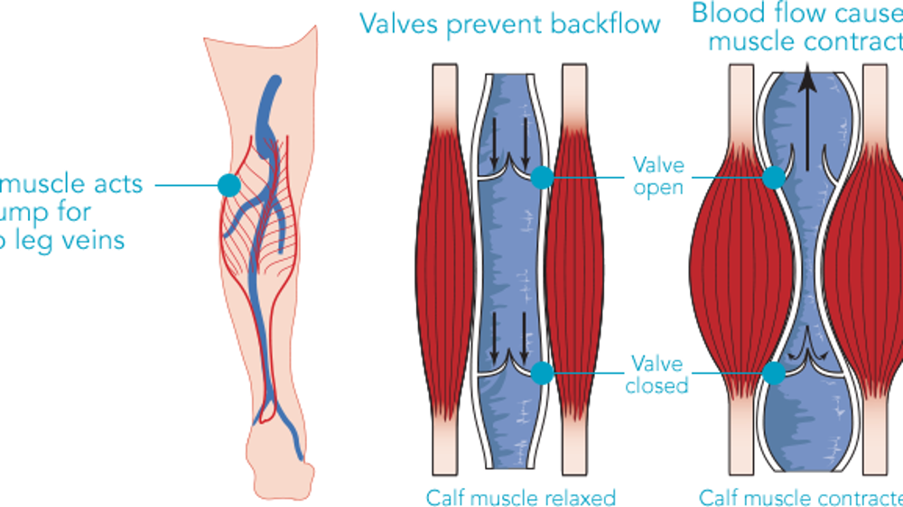 re-uk-calf-diagram